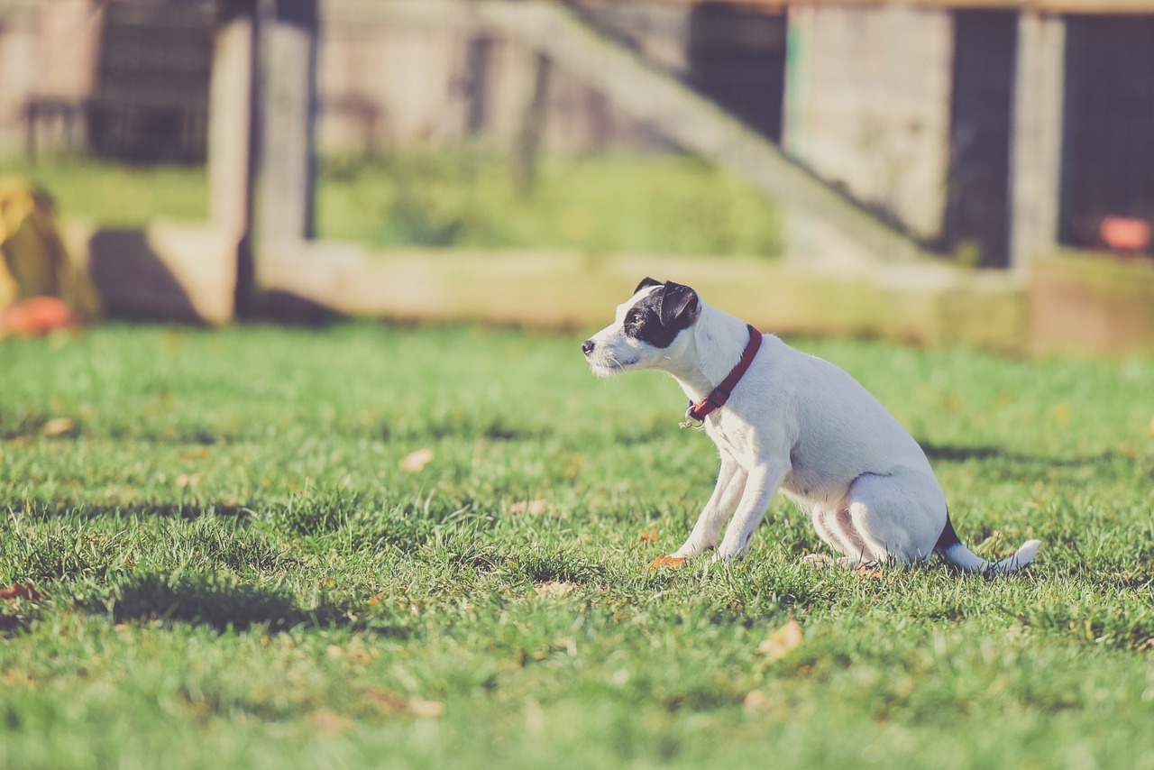Zaštita psa od buva i krpelja dozvoljava mu da se igra u travi.