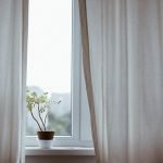 biljka-zavesa-prozor