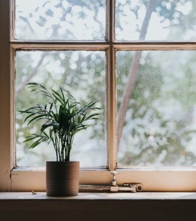 Buđ oko prozora nije samo estetski problem evo zašto-prozor-saksija